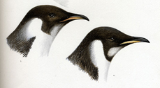 Chet Ross Rare Books | Polar Sciences